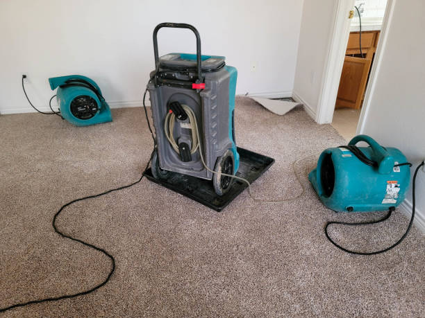 Best Mold removal after water damage  in El Verano, CA