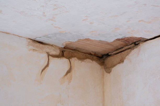Best Mold removal after water damage  in El Verano, CA